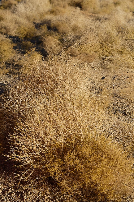 Désert de l'est-017